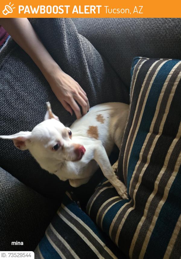 Found/Stray Female Dog last seen Kolb and golflinks, Tucson, AZ 85730