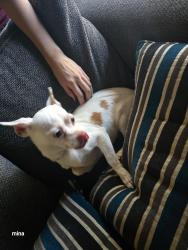Found/Stray Female Dog last seen Kolb and golflinks, Tucson, AZ 85730