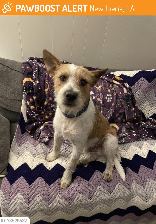 Found/Stray Male Dog last seen Walmart Parking Lot, New Iberia, LA 70560