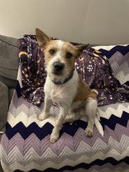 Found/Stray Male Dog last seen Walmart Parking Lot, New Iberia, LA 70560