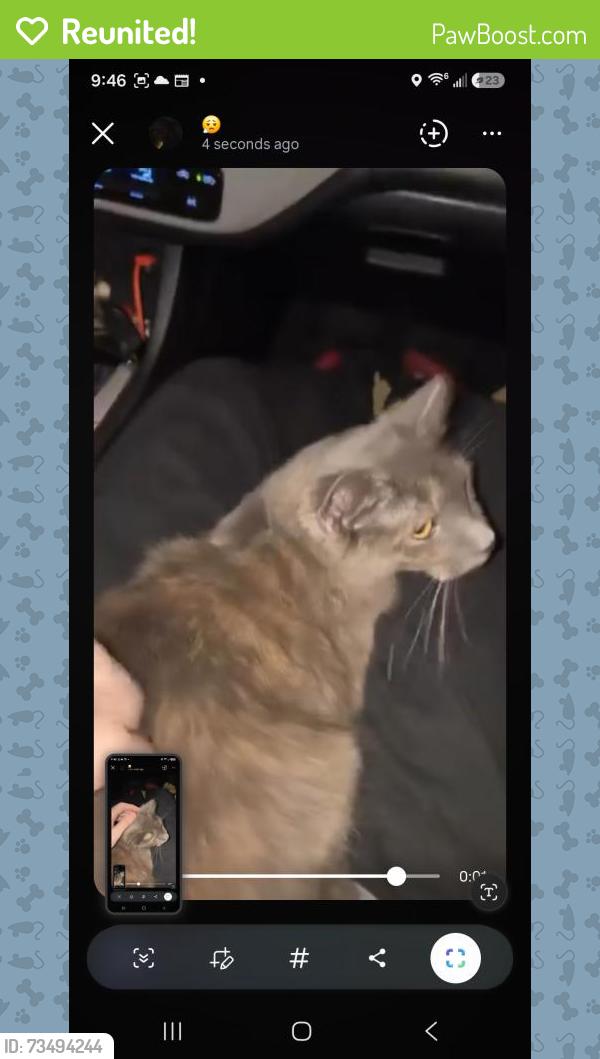 Reunited Female Cat last seen Around Burntwood MHC and Bryant Elementary, Oklahoma City, OK 73160
