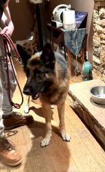 Reunited Male Dog last seen Premium point lane, Danbury, CT 06804