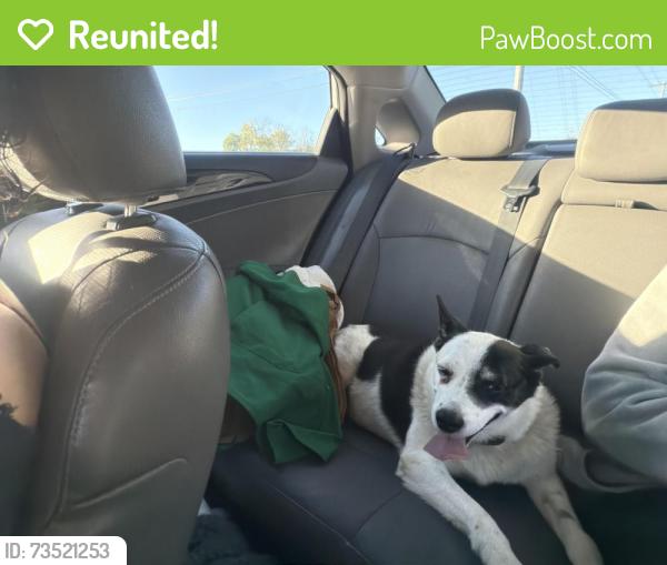 Reunited Female Dog last seen Palmer road and hickory ridge area, Lebanon, TN 37087