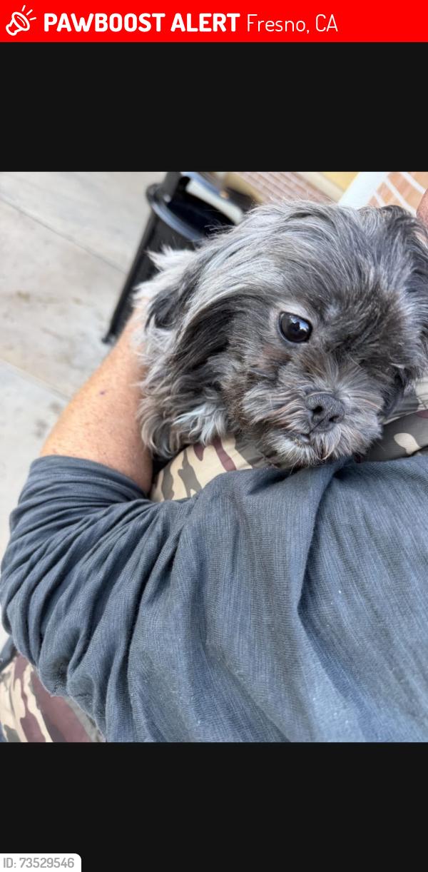 Lost Female Dog last seen Ness & n glenn, Fresno, CA 93711