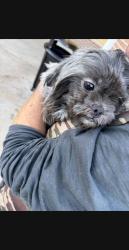 Lost Female Dog last seen Ness & n glenn, Fresno, CA 93711