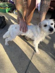 Found/Stray Male Dog last seen Westgate neighborhood, Hoke County, NC 28376