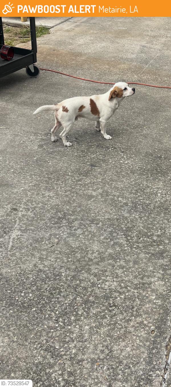 Found/Stray Male Dog last seen Airline Drive and L & A Road, Metairie, LA 70001