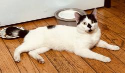 Lost Male Cat last seen Jamaica Muslim Center, Queens, NY 11433