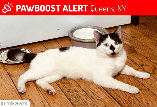 Lost Male Cat last seen Jamaica Muslim Center, Queens, NY 11433