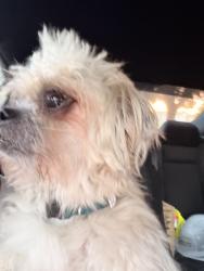 Reunited Male Dog last seen Brookhaven Dr & Pepperidge Dr S, Lancaster, TX 75134