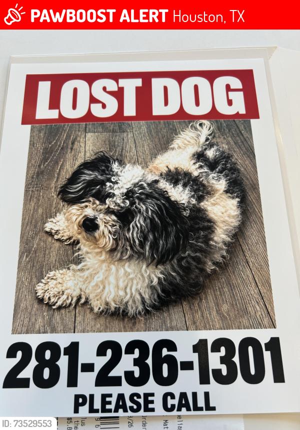 Lost Male Dog last seen Imperial valley and Richie rd, Houston, TX 77073