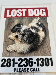 Lost Male Dog last seen Imperial valley and Richie rd, Houston, TX 77073