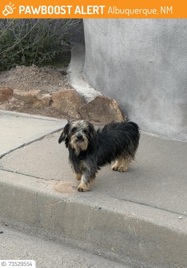Found/Stray Unknown Dog last seen Griegos and Ponderosa, Albuquerque, NM 87107