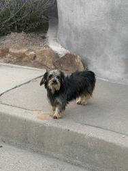 Found/Stray Unknown Dog last seen Griegos and Ponderosa, Albuquerque, NM 87107