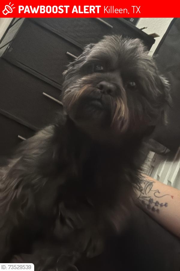 Lost Male Dog last seen Jack Barnes Ave & Brunswick Drive, Killeen, TX 76549