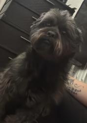 Lost Male Dog last seen Jack Barnes Ave & Brunswick Drive, Killeen, TX 76549