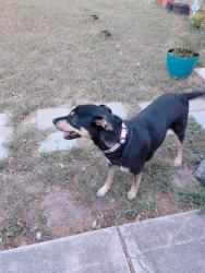 Found/Stray Female Dog last seen Roosevelt Dr and Heideke street, Seguin, TX 78155