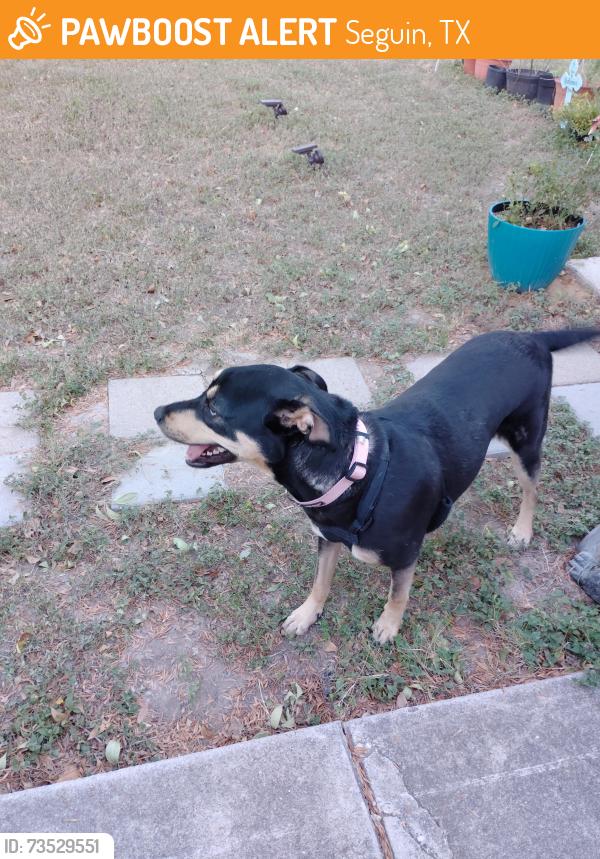 Found/Stray Female Dog last seen Roosevelt Dr and Heideke street, Seguin, TX 78155
