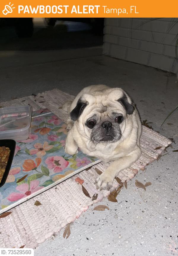 Found/Stray Male Dog last seen Hamilton Ave, Tampa, FL 33604