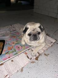 Found/Stray Male Dog last seen Hamilton Ave, Tampa, FL 33604