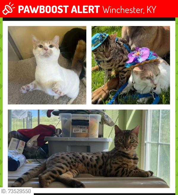 Lost Unknown Cat last seen Near Ironworks Road Winchester KY, Winchester, KY 40391