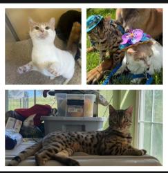 Lost Unknown Cat last seen Near Ironworks Road Winchester KY, Winchester, KY 40391