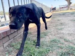 Shelter Stray Male Dog last seen Near BLOCK LOOKOUT TER, RIVERSIDE, CA, 6851 Van Buren Boulevard, Jurupa Valley, CA 92509, USA