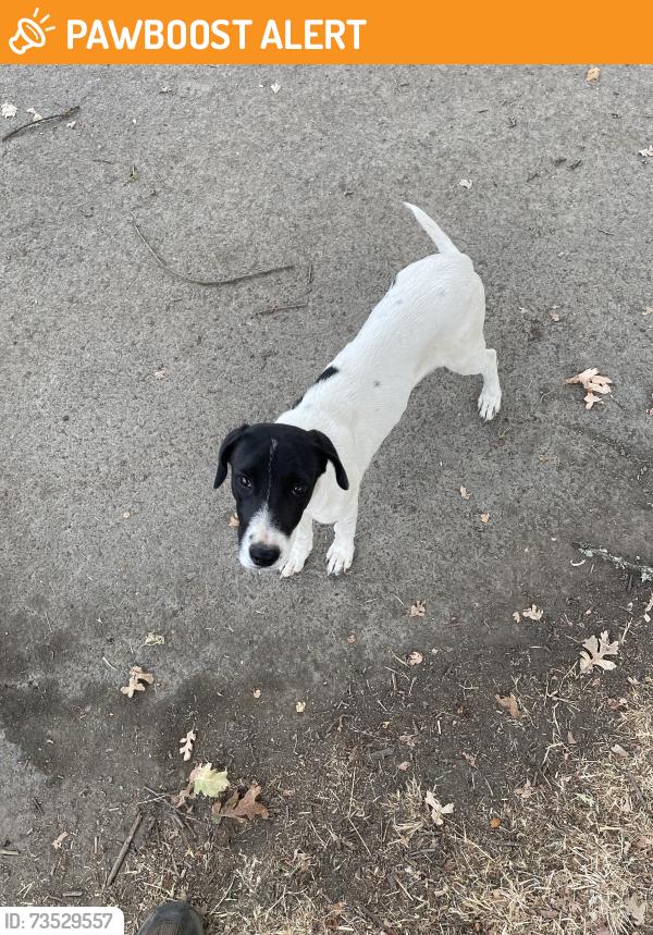 Found/Stray Unknown Dog last seen Morrison Creek, West Sacramento, CA 95691