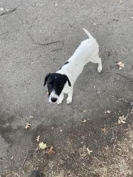 Found/Stray Unknown Dog last seen Morrison Creek, West Sacramento, CA 95691