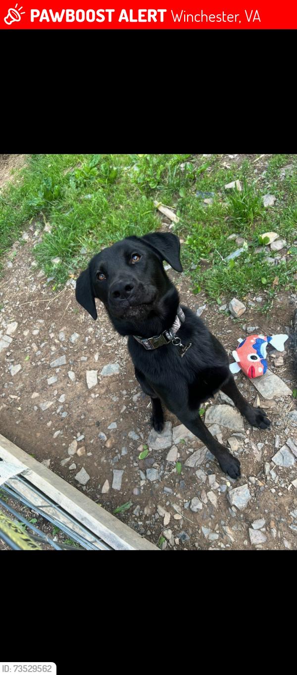 Lost Male Dog last seen MK fast fuel, Winchester, VA 22603