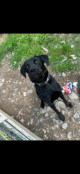 Lost Male Dog last seen MK fast fuel, Winchester, VA 22603
