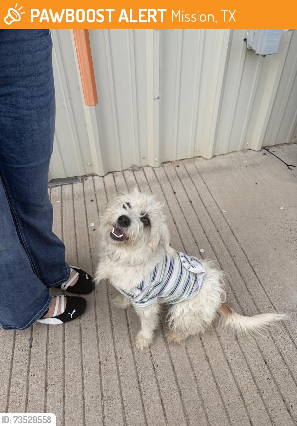 Found/Stray Male Dog last seen Near and lowa road near precinct 3, Mission, TX 78574