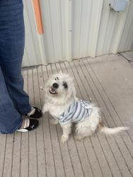 Found/Stray Male Dog last seen Near and lowa road near precinct 3, Mission, TX 78574
