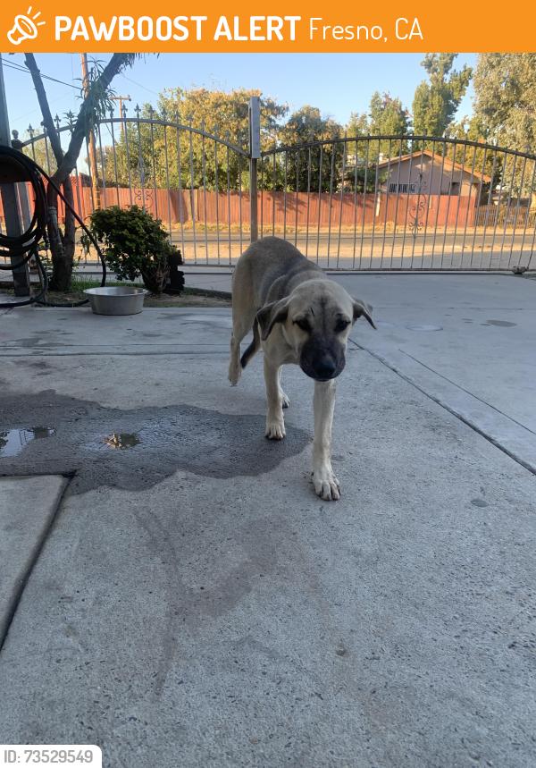 Found/Stray Female Dog last seen Marks and Dakota, Fresno, CA 93705