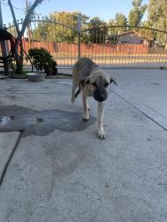 Found/Stray Female Dog last seen Marks and Dakota, Fresno, CA 93705
