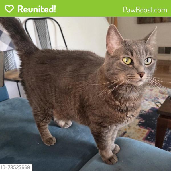 Reunited Female Cat last seen Meadville and Belleau, Pittsburgh, PA 15214