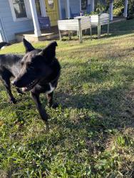 Found/Stray Unknown Dog last seen Virginia ave and Dale st, Asheville, NC 28806