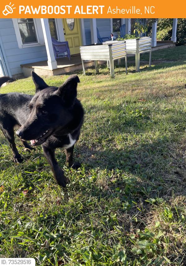 Found/Stray Unknown Dog last seen Virginia ave and Dale st, Asheville, NC 28806