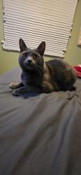 Lost Female Cat last seen Near ave Castledowns Rd, Edmonton, AB T5X 3L4