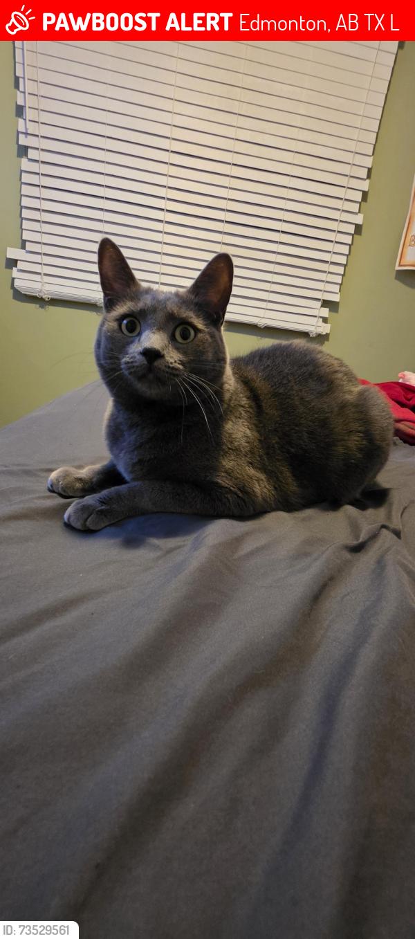 Lost Female Cat last seen Near ave Castledowns Rd, Edmonton, AB T5X 3L4