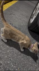 Found/Stray Male Cat last seen Walmart, Hope Mills, NC 28348
