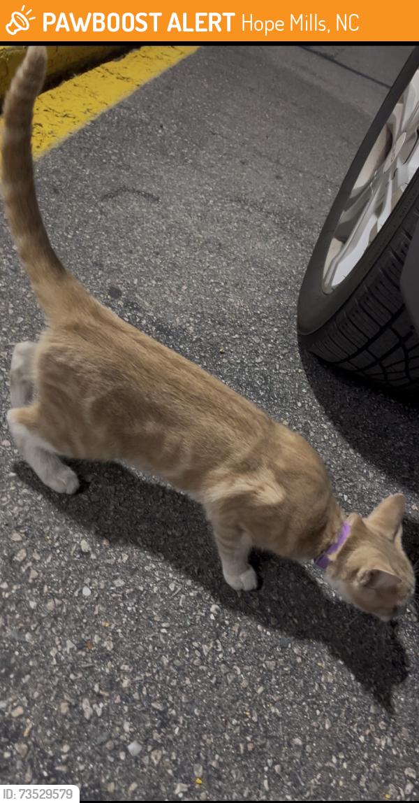 Found/Stray Male Cat last seen Walmart, Hope Mills, NC 28348
