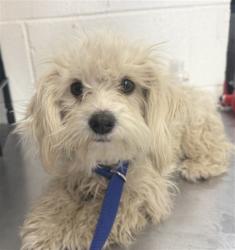 Shelter Stray Female Dog last seen HUNTINGTON/DANSER, 333 Chandler Pl, San Bernardino, CA 92408, USA