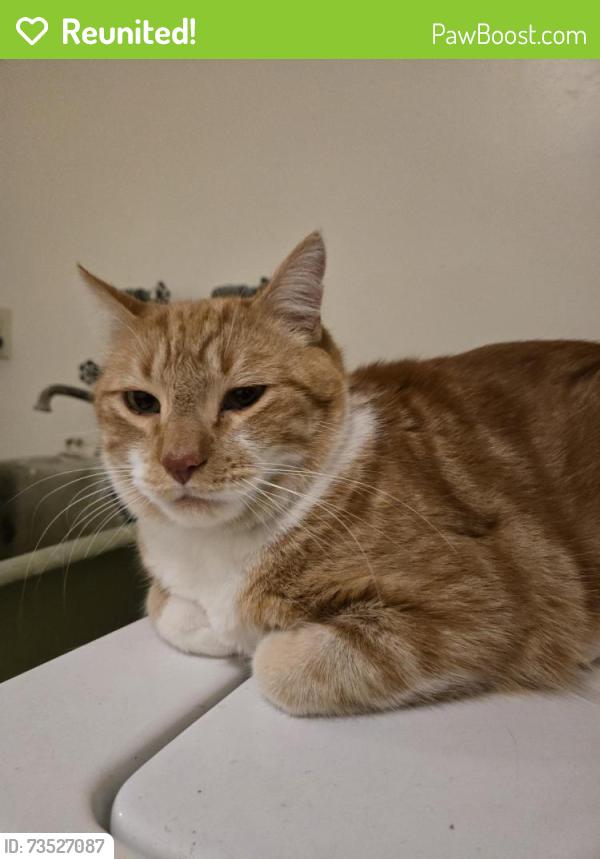 Reunited Unknown Cat last seen Victoria st. and Lovell Ave, Roseville, MN 55113