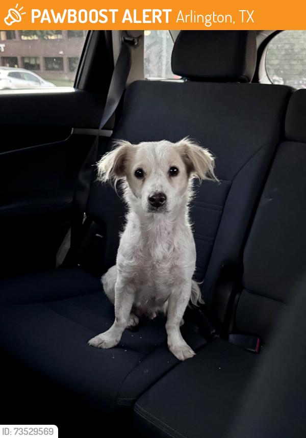 Found/Stray Female Dog last seen I-20 & Bowen Rd., Arlington, TX 76017