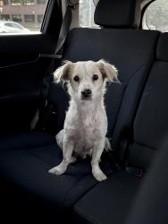 Found/Stray Female Dog last seen I-20 & Bowen Rd., Arlington, TX 76017