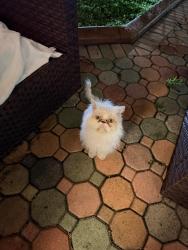 Found/Stray Female Cat last seen Tyler Streey, Hollywood, FL 33020