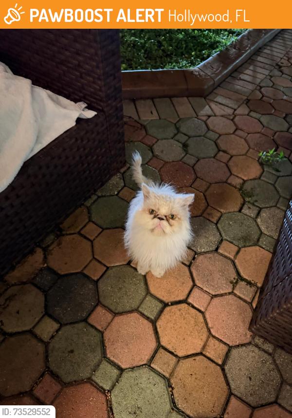 Found/Stray Female Cat last seen Tyler Streey, Hollywood, FL 33020