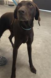 Shelter Stray Female Dog last seen , 600 Aviation Dr, Camarillo, CA 93010, USA