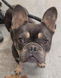 Shelter Stray Male Dog last seen , 600 Aviation Dr, Camarillo, CA 93010, USA